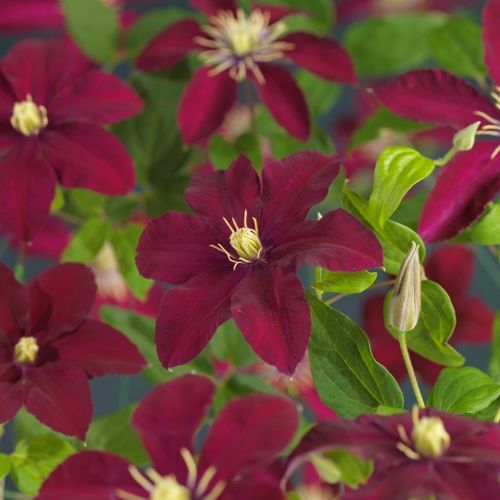 Clematis 'Niobe' +3.0 label, D 11
