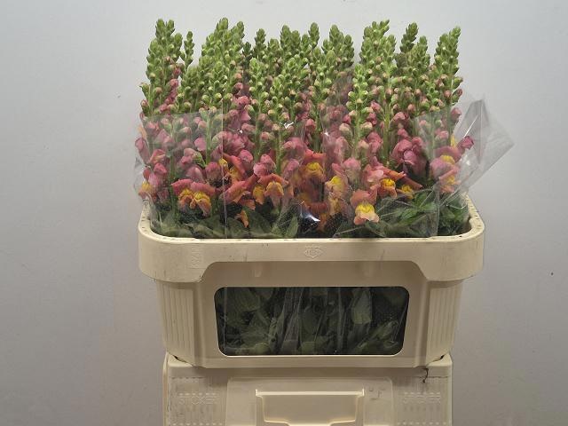 Антирринум Антибс Оранж, шт.