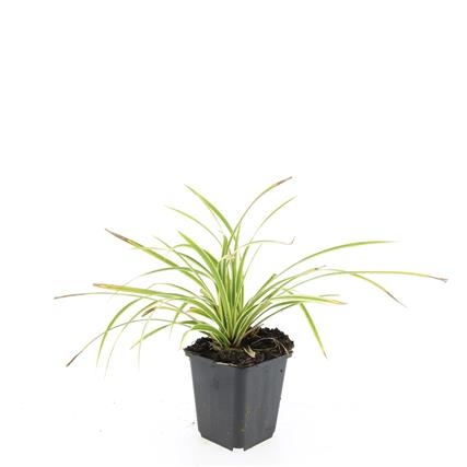 Carex morrowii 'Aureovariegata', D 9 cm