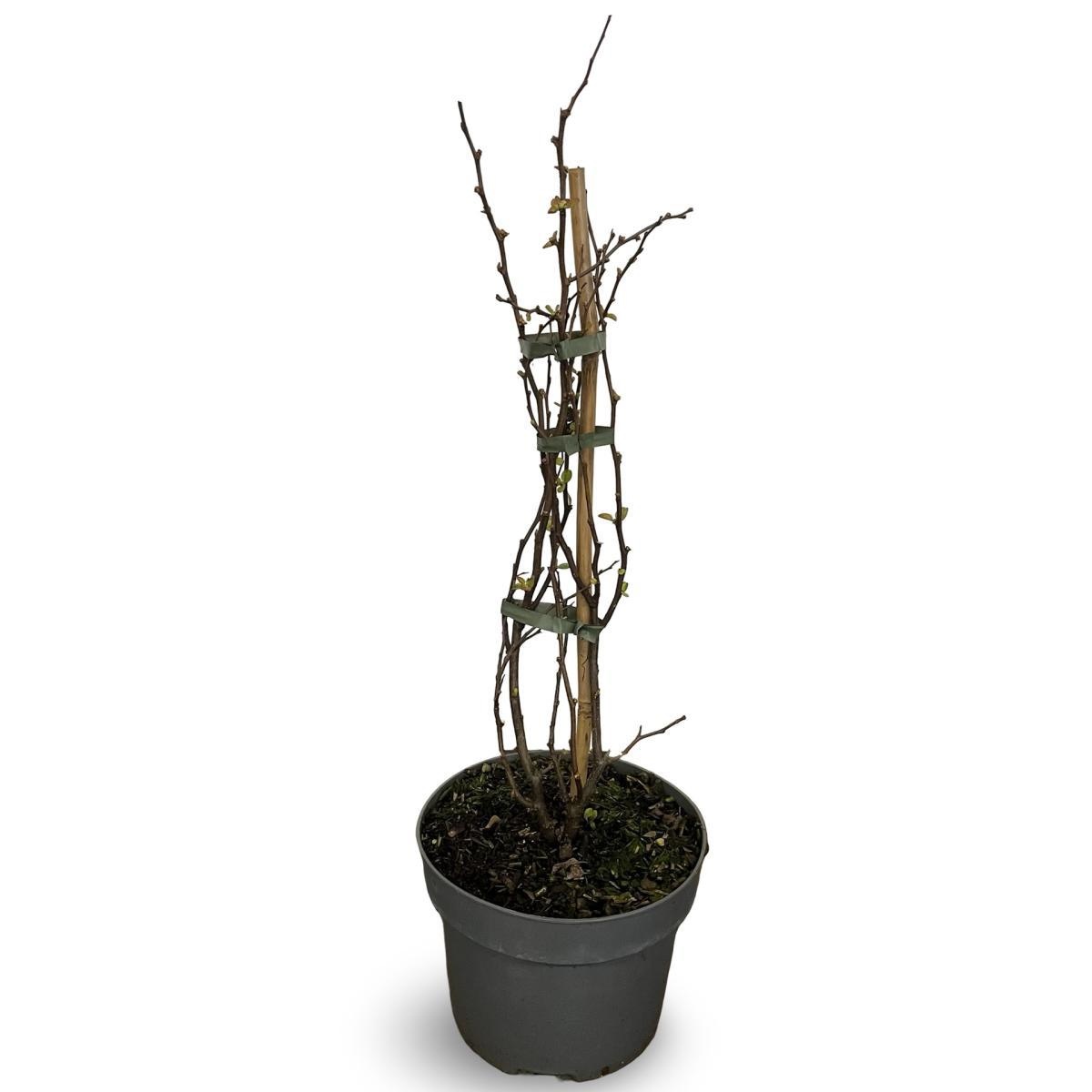 Chaenomeles spec. 'Pink Storm', D 21