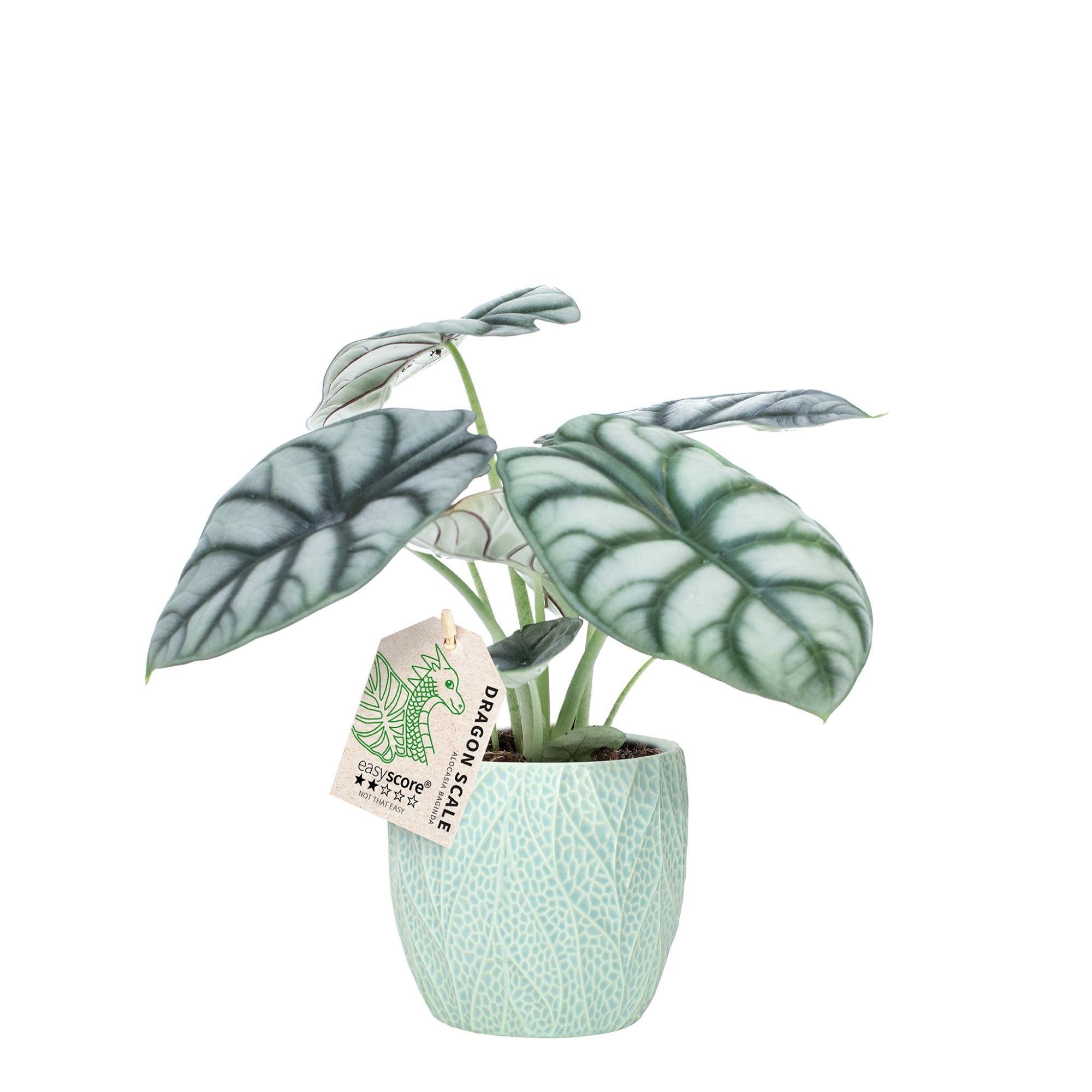 Leaf Ocean, Alocasia ´Silver Dragon´, D 12 cm