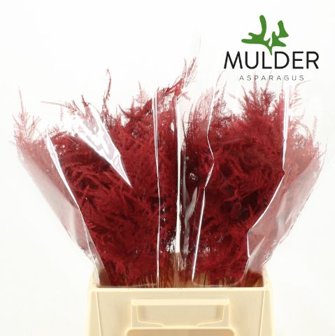 Аспарагус Овериг Крашеный (краш. ) 45, шт.