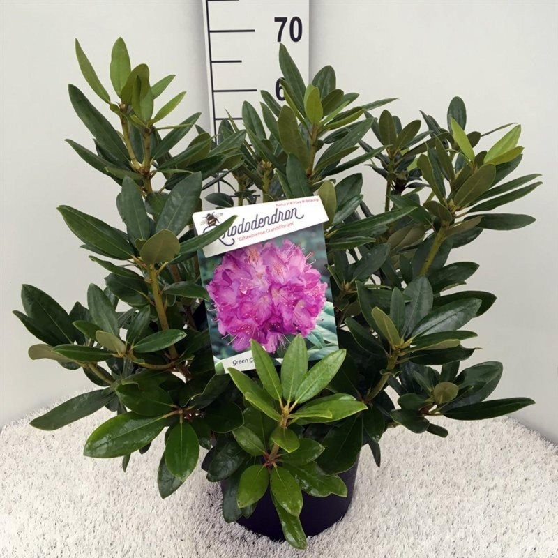 Rhododendron 'Catawb. Grandiflorum', D 29