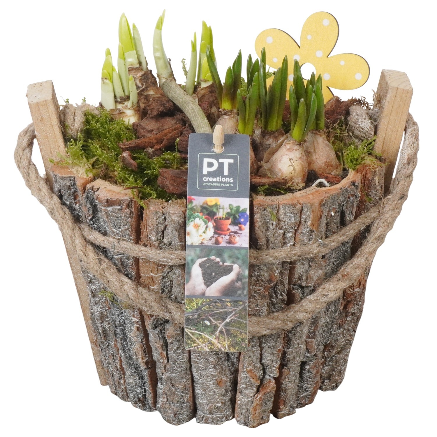 PTBM3910 Arrangement Flower Bulbs Mix in houten pot, D 20