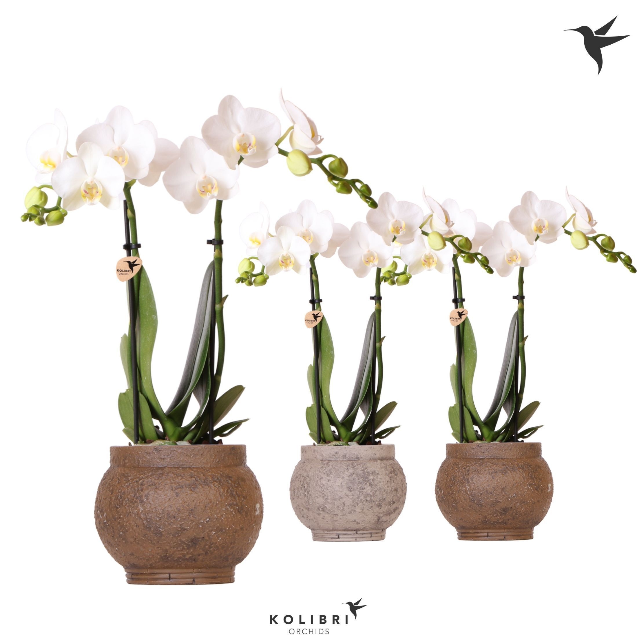 Kolibri Orchids Phalaenopsis white 2 spike in Ancient pot brown, D 9