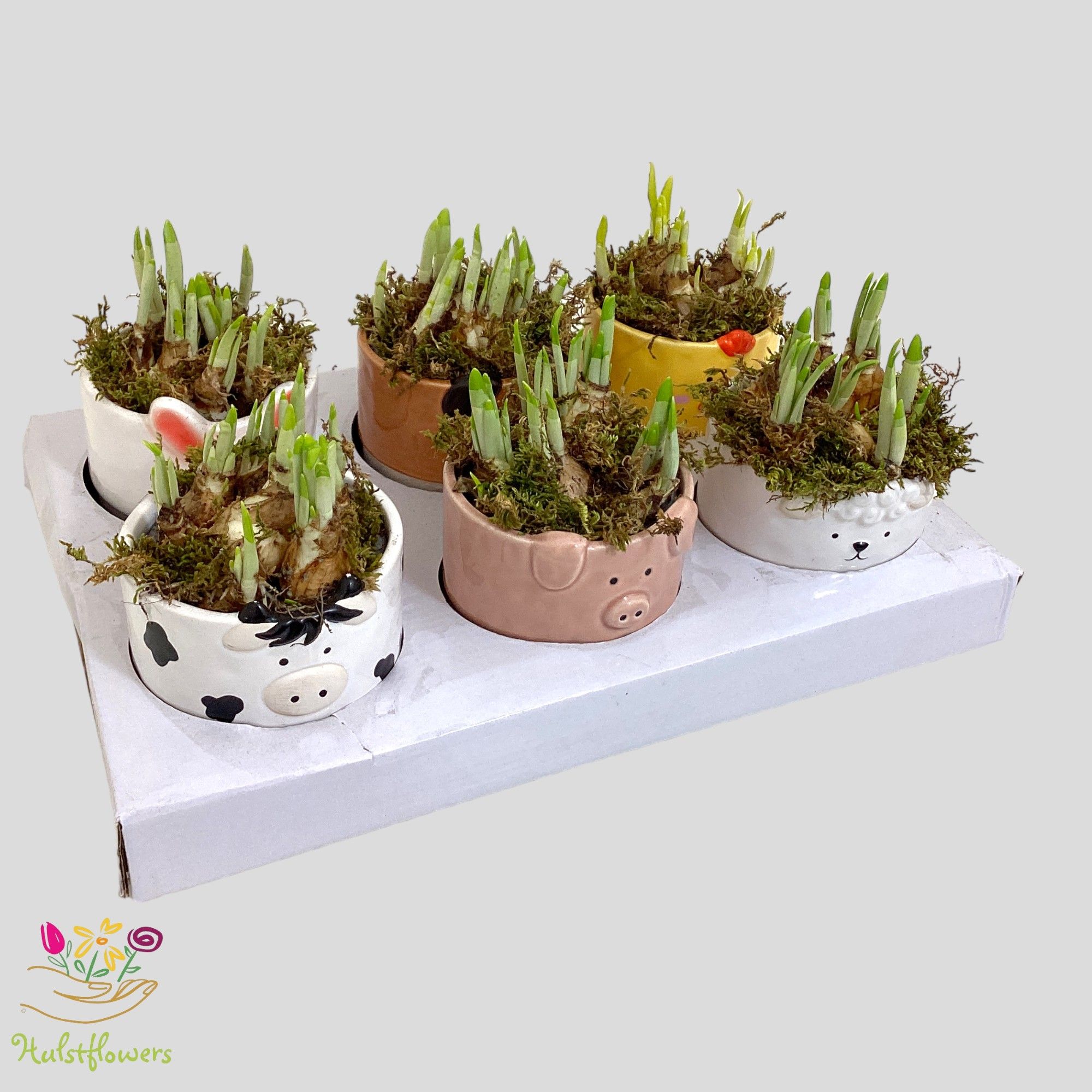 Narcissus arrangement Beestenboel met Tete-a-Tete, D 11