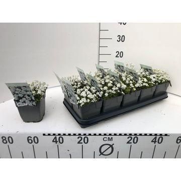 DVDS P13 Hutchinsia alpina 'Ice Cube' Pritzelago, D 13