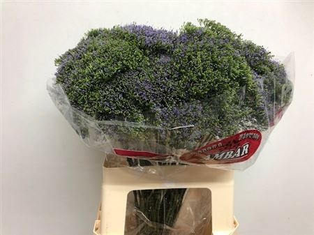 Трахелиум Блю Шайн 60, шт.