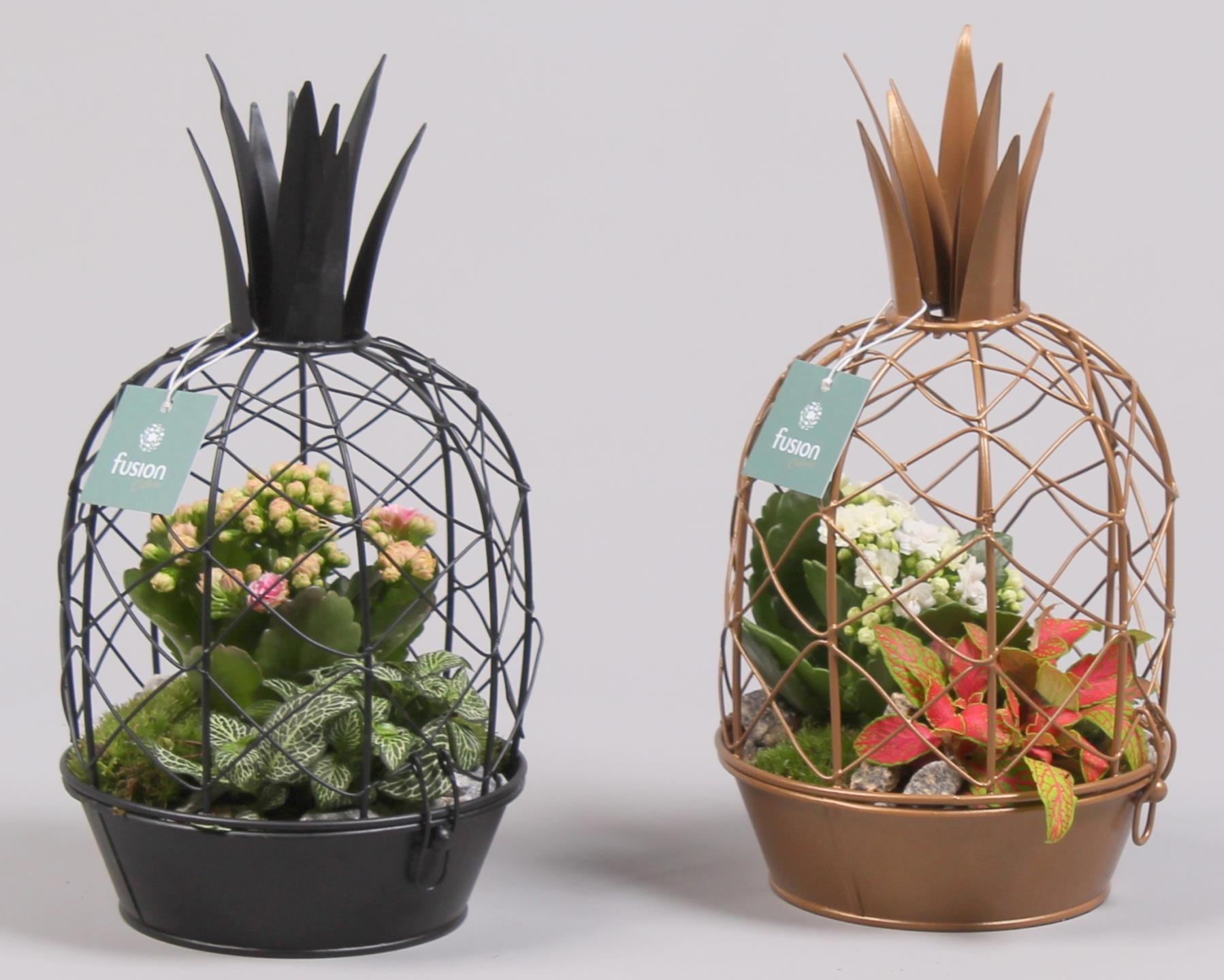 Metaal ananas GOUD met Arrangement kalanchoefittonia, D 15