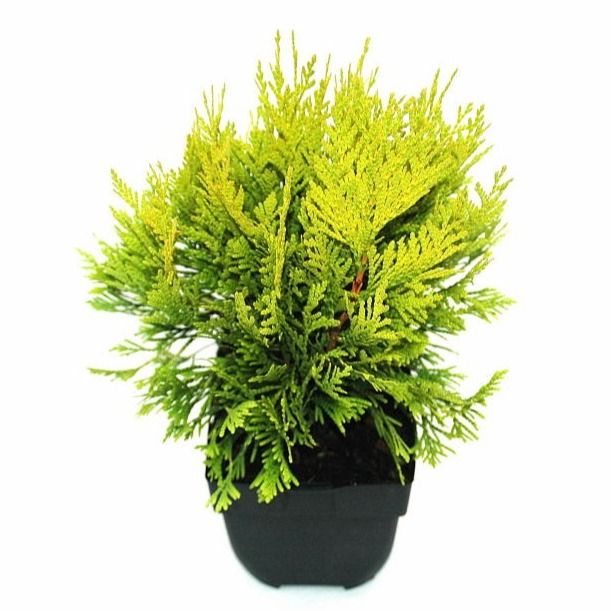 Thuja plicata '4ever Goldy'® P17, D 17 cm