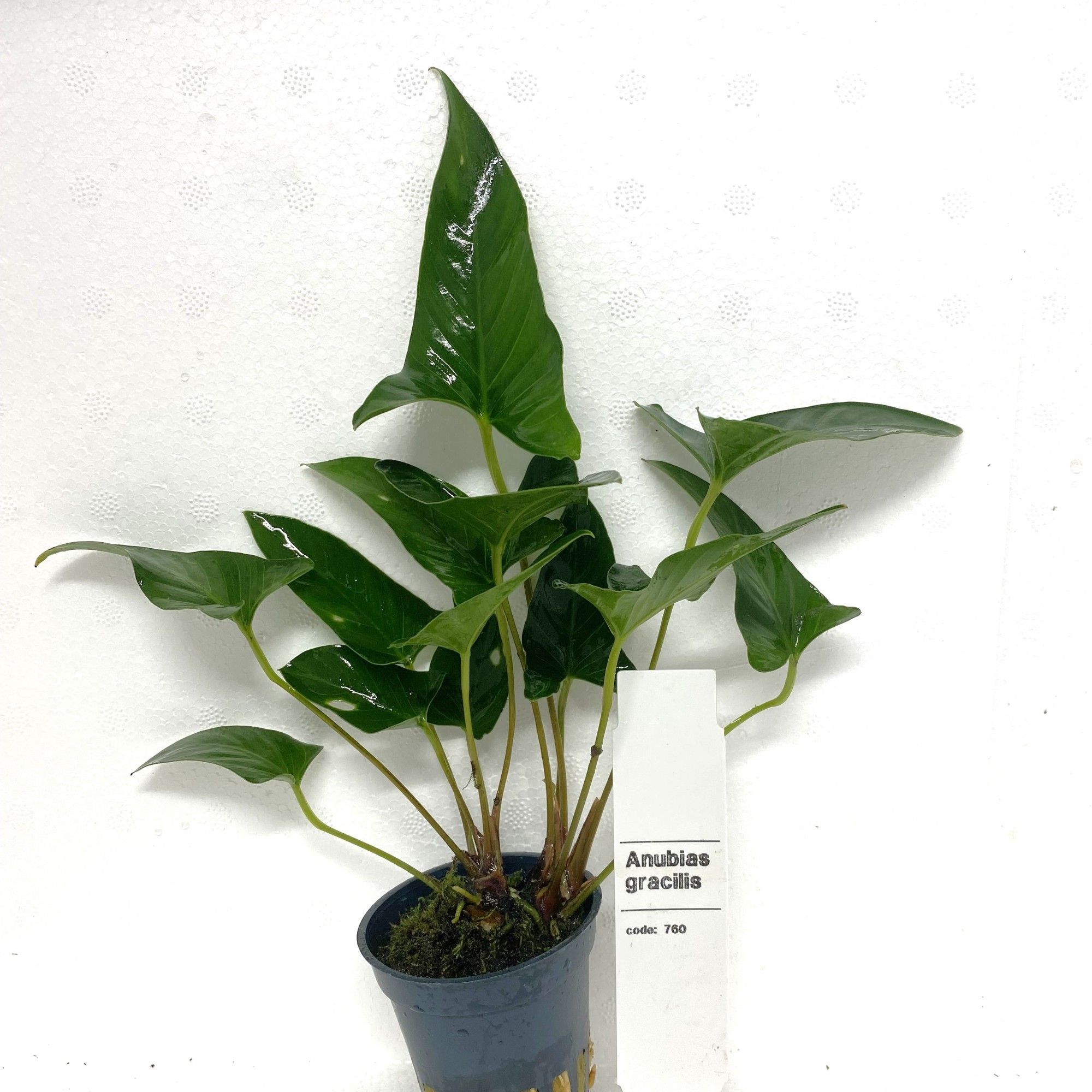 Anubias Gracilis, D 5