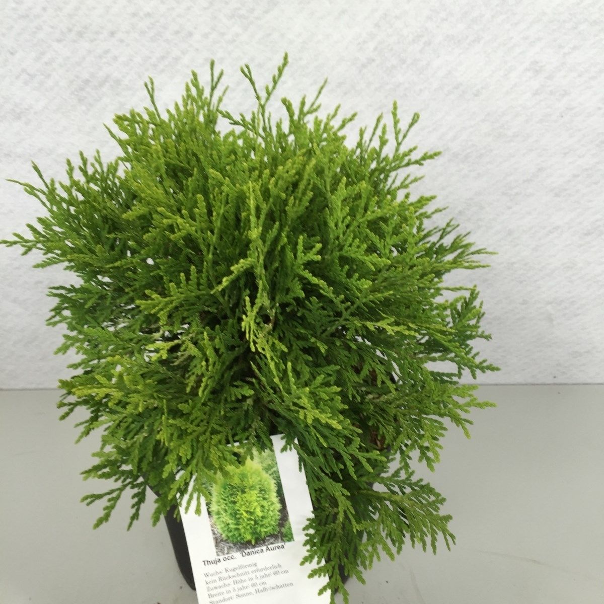 Thuja occidentalis 'Danica Aurea', D 19