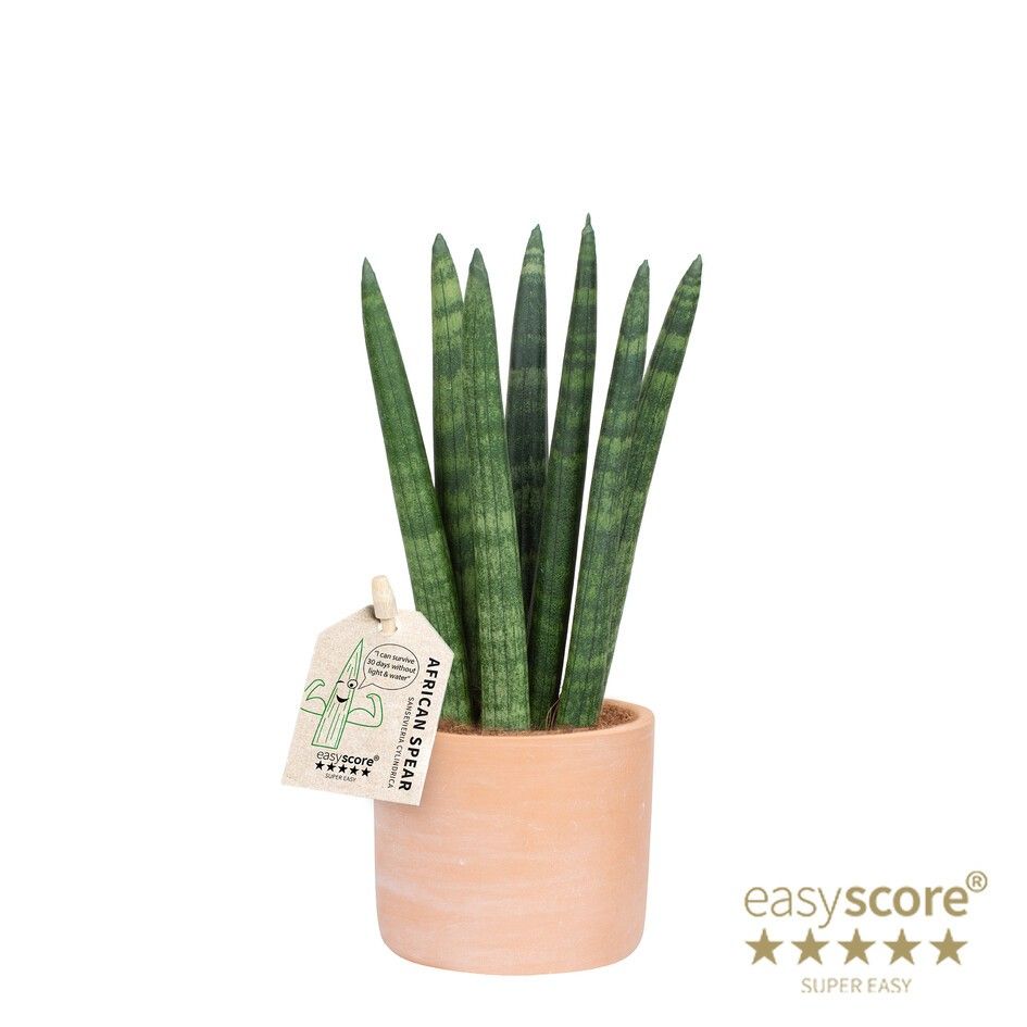 Raw Terracotta, Sansevieria ´Straight´, D 7 cm