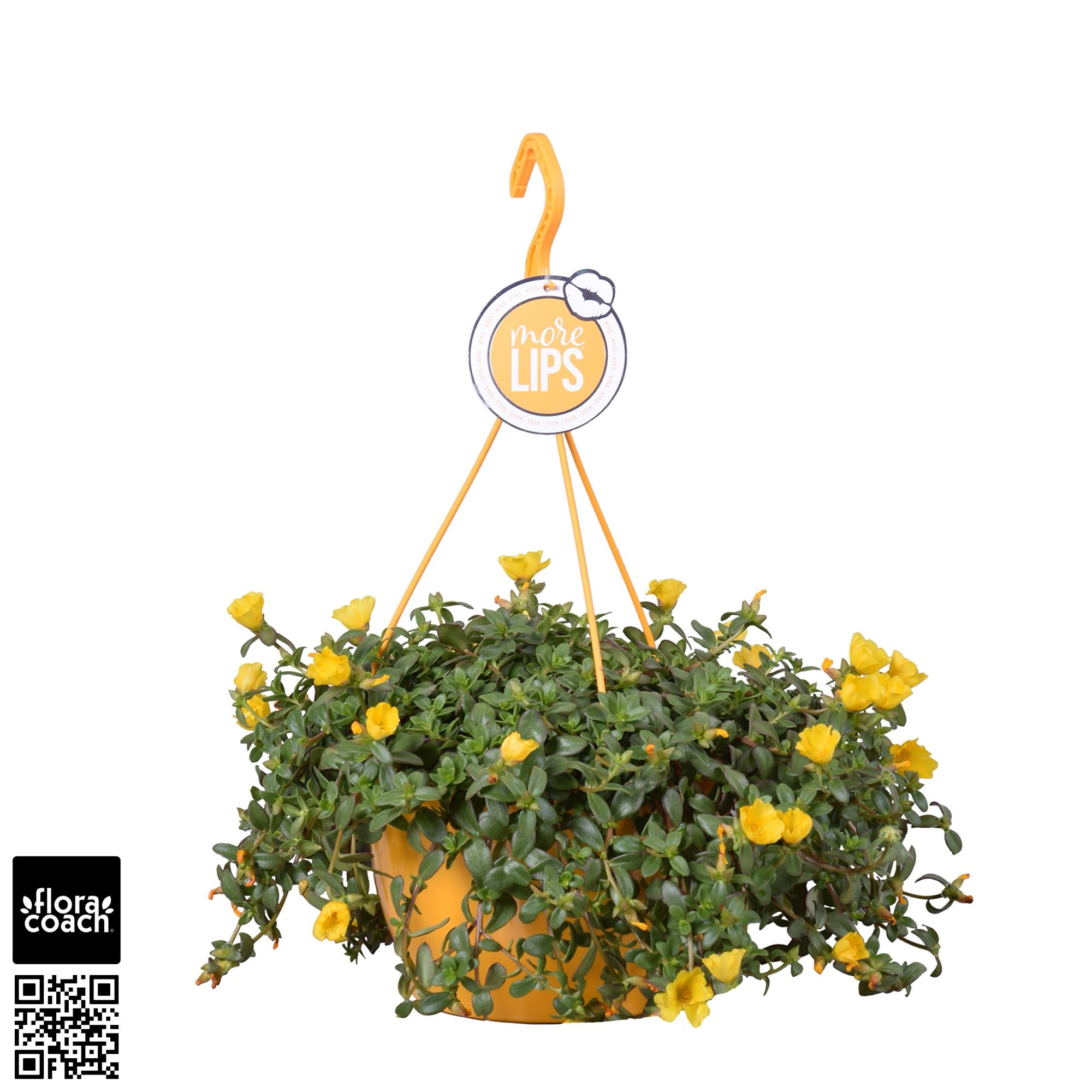 MoreLIPS® Portulaca Yellow, D 25