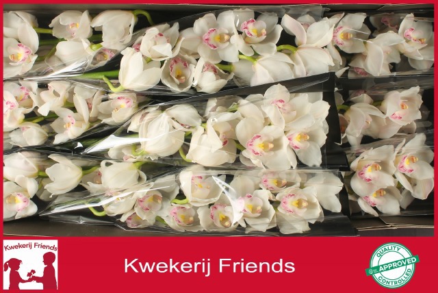 Цимбидиум Килиманджаро x9 60, шт.