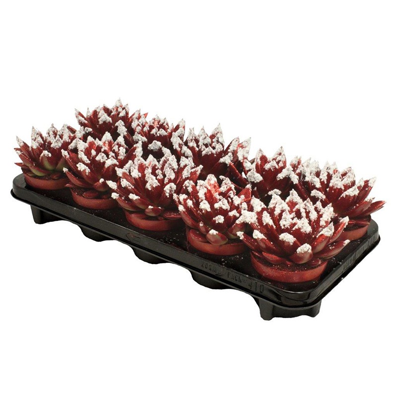 Miranda coloured red + snow, D 10,5 cm