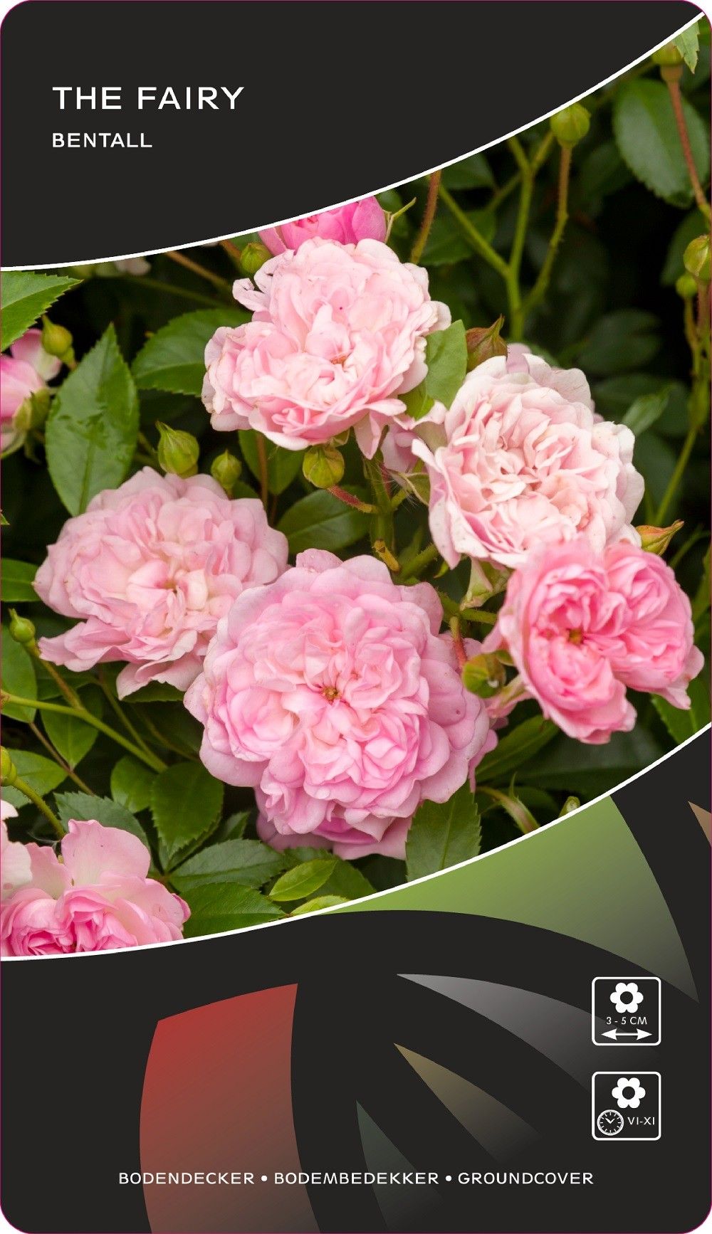 Rosa (M) The Fairy, D 17