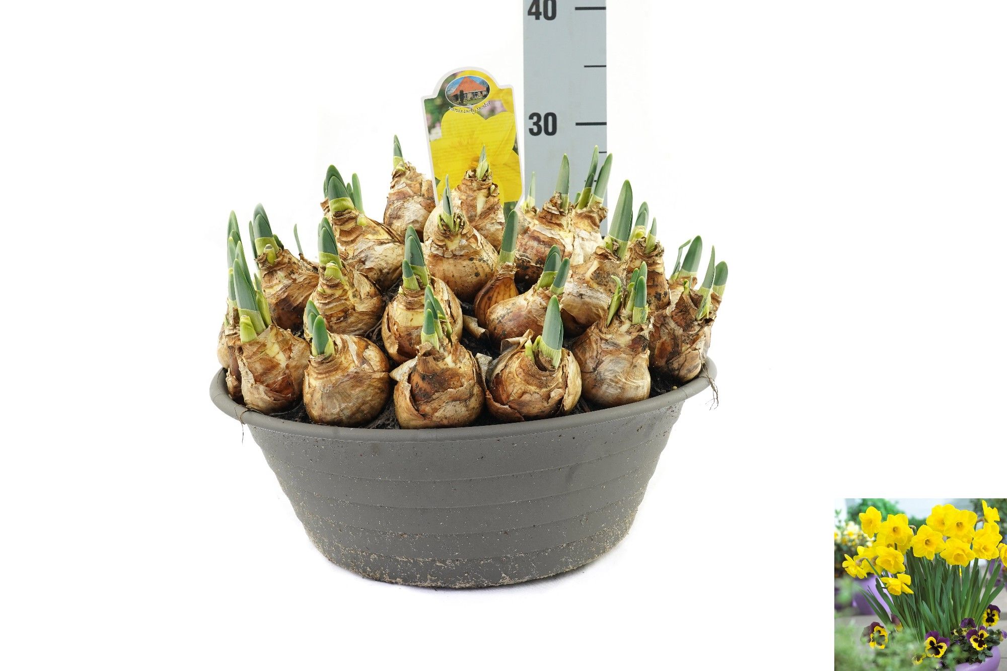 Narcissus Lucky Number, D 35