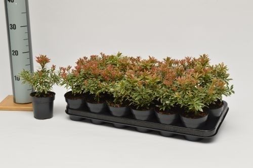 Pieris jap. Little Heath, D 9