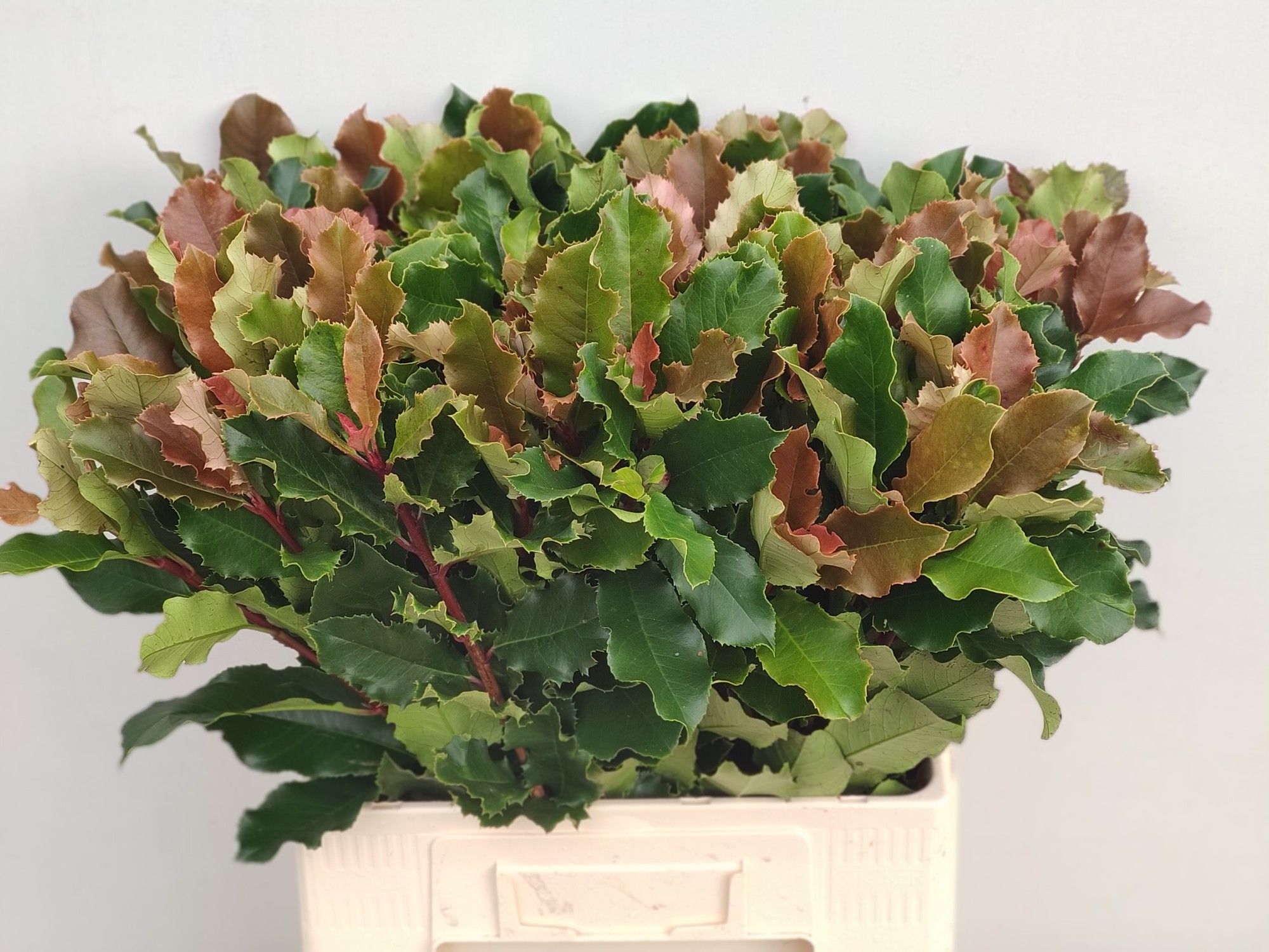 Фотиния Кури Фэнтази 60, шт.