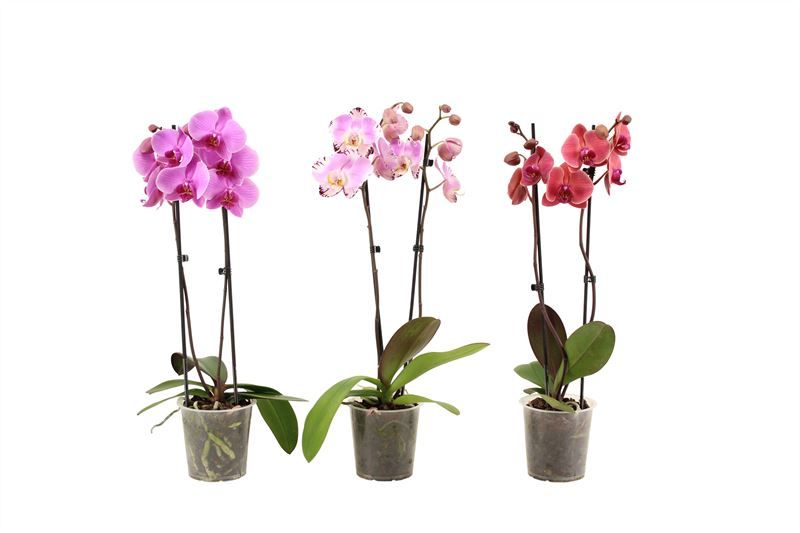 Phal mix 2T12+, D 12 cm
