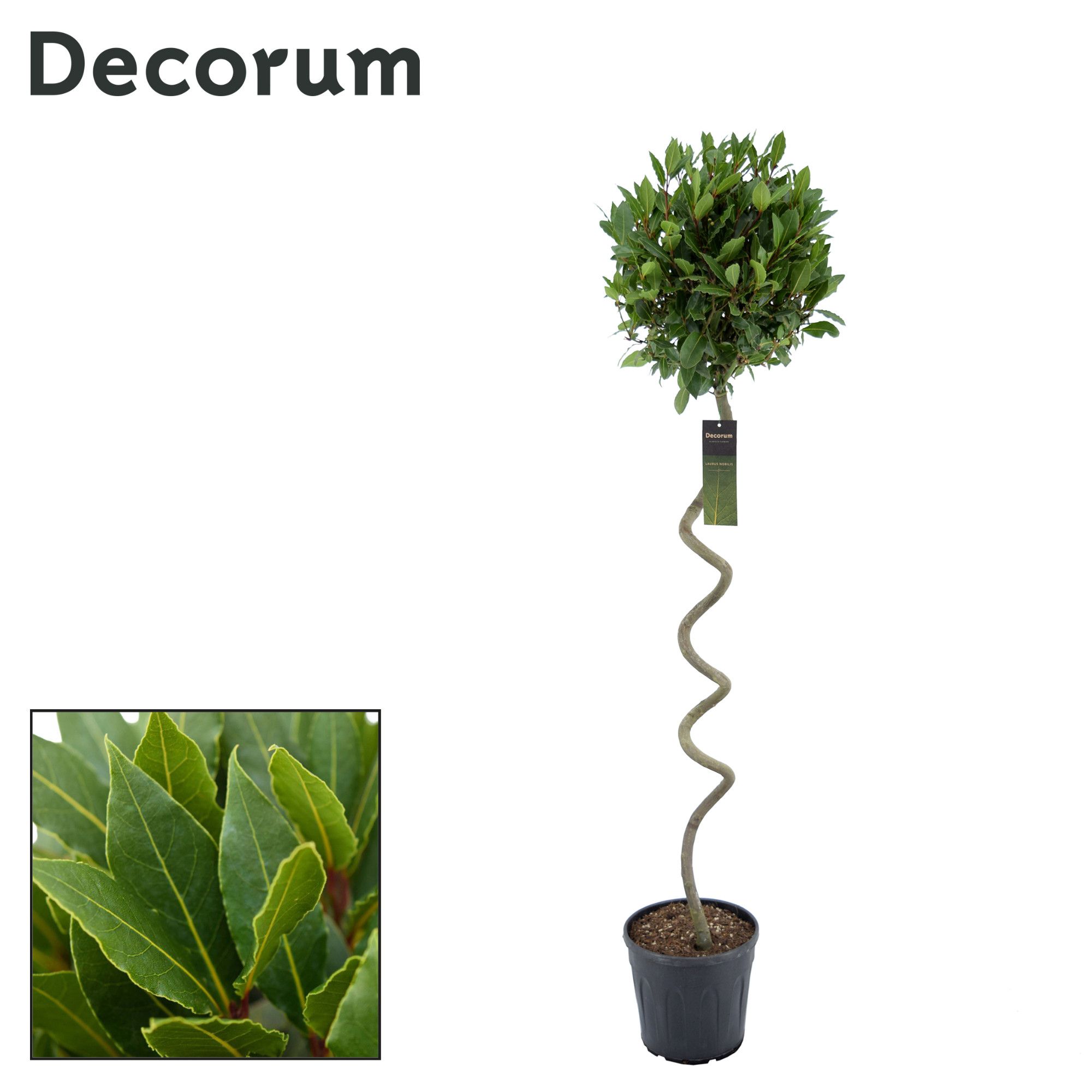 Laurus nobilis Kurketrekker, D 25