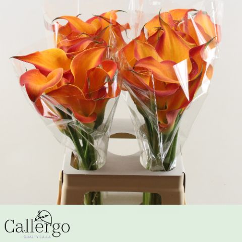 Калла Морнин Сан 65 (оранжево-желт.), шт.