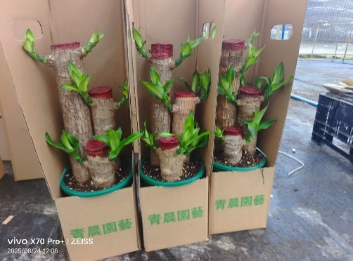 Драцена 1 галлон Бразилиан иронвуд стаке 16 55