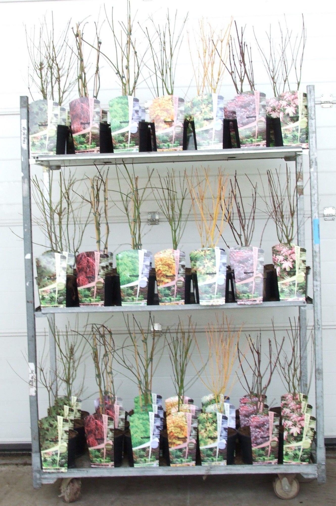 Acer BGT-mix P19 3/5 species, D 19