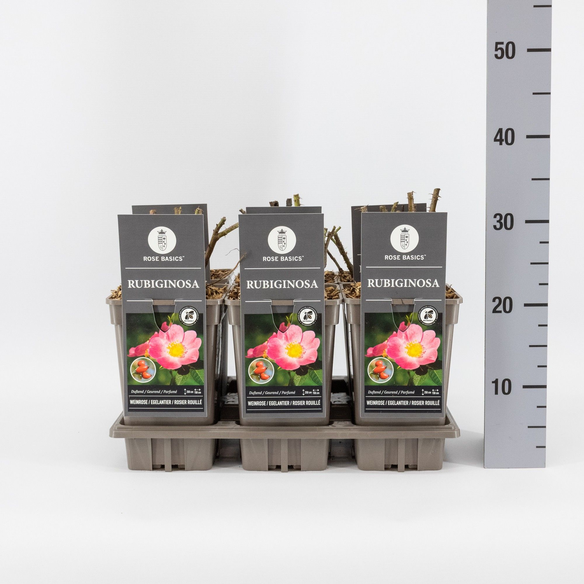 Rosa rubiginosa, C3, D 17