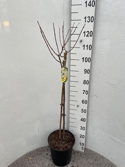 Hydrangea pan. Magical Matterhorn 70-80 stam P28 C10, D 28