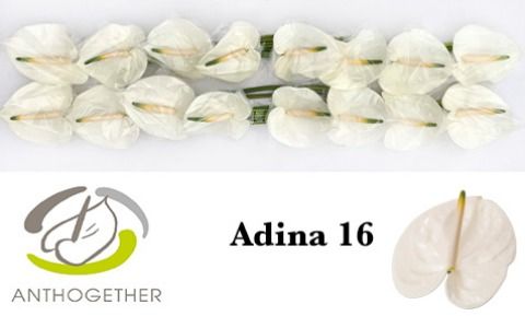 Антуриум Адина x16, шт. Антуриум Адина x16, шт.