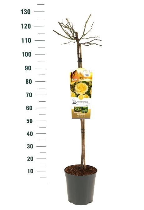 Rosa 'Sunmaid' - 90 Stam - Exclusive Collection, D 24