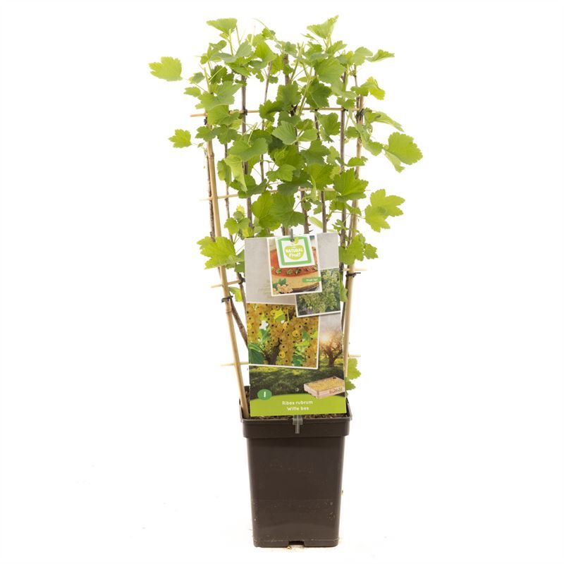 Ribes rubrum Witte bes leivorm Witte bes, D 18