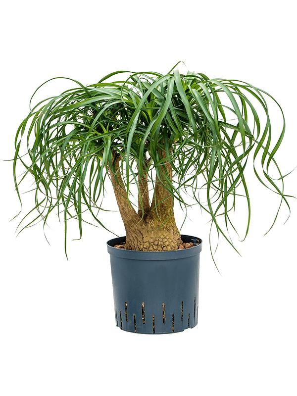 Beaucarnea recurvata, D 22