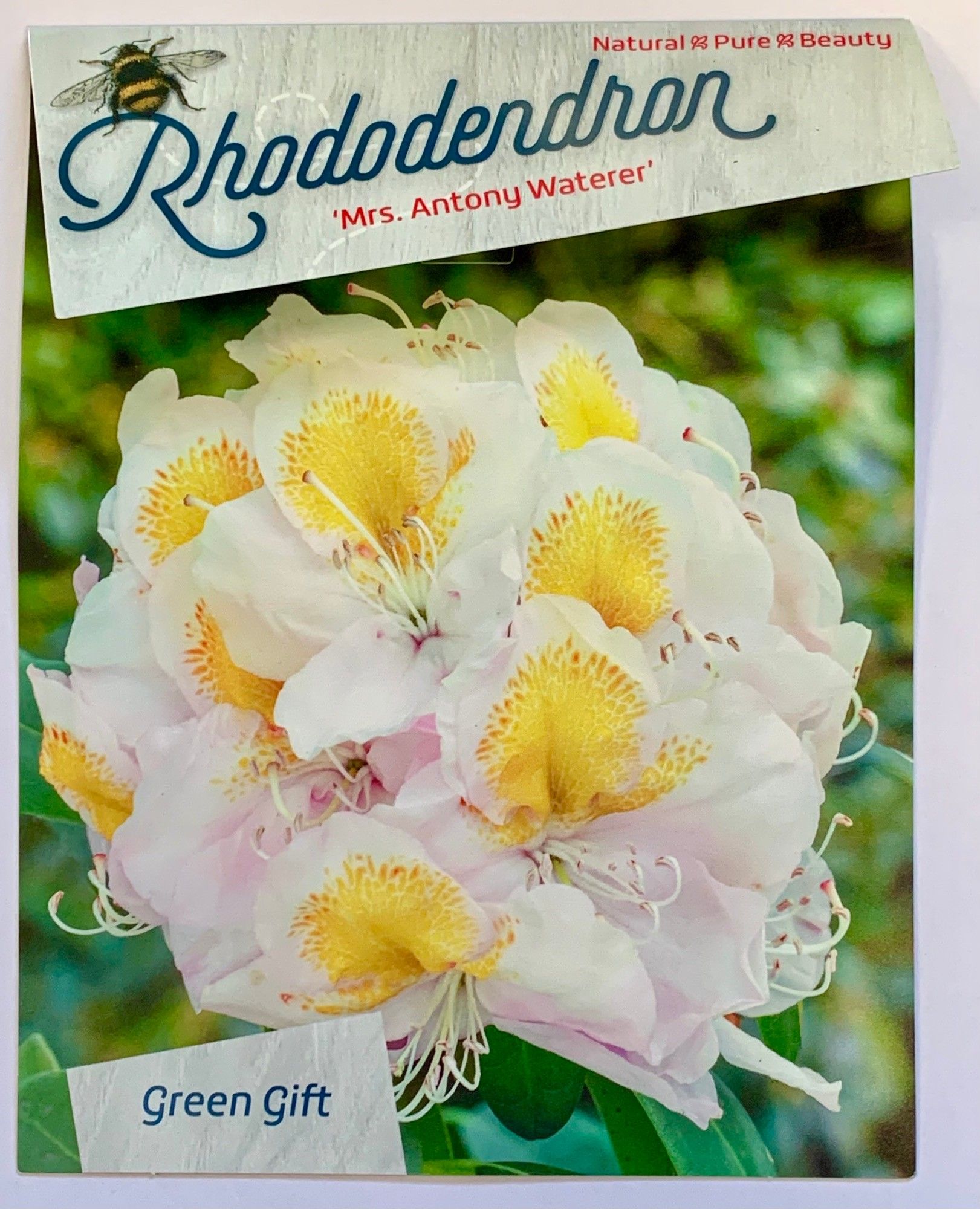 Rhodo. 'Mrs. T.H. Lowinsky' light pink spotted, D 29