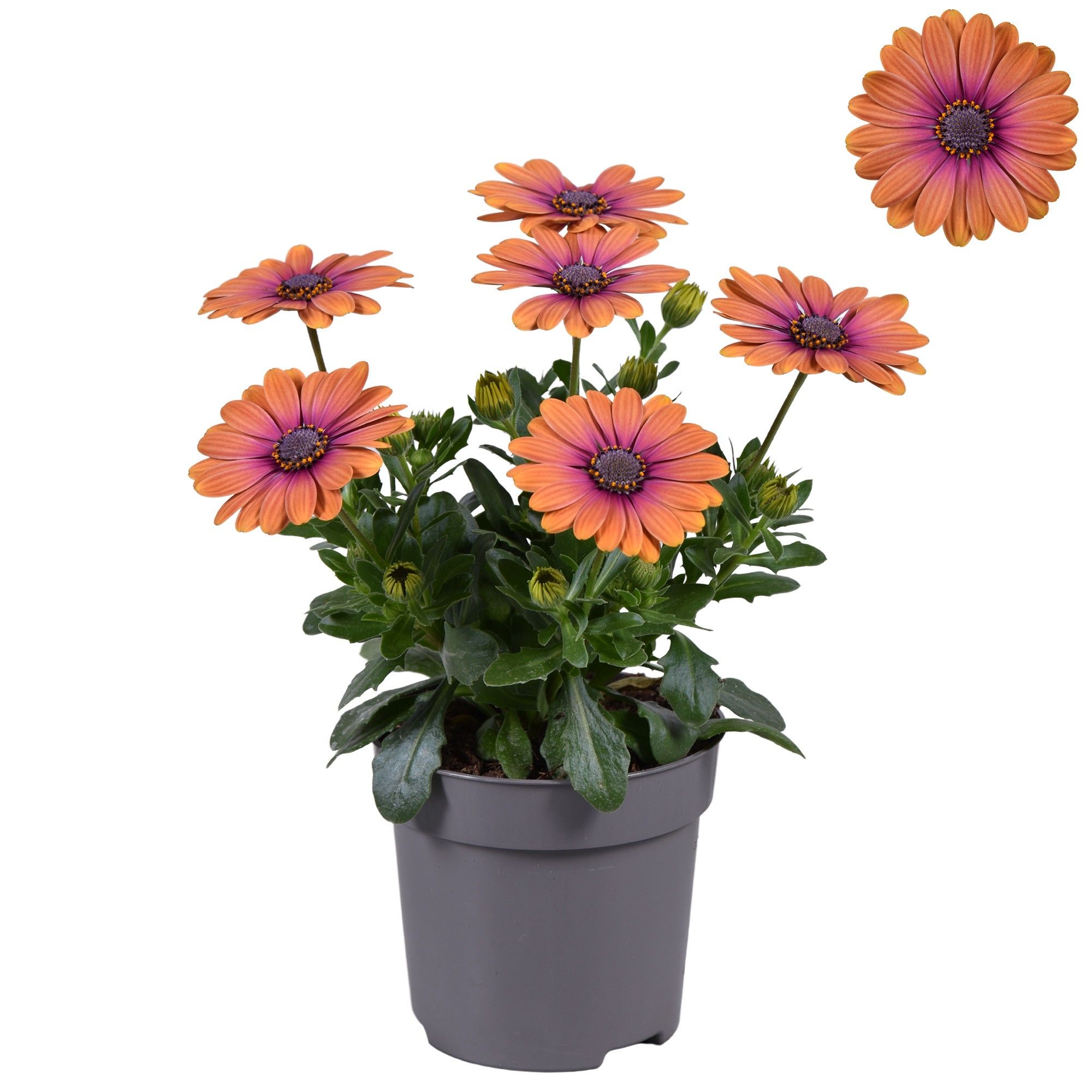 Osteospermum Rood/Geel, D 10,5