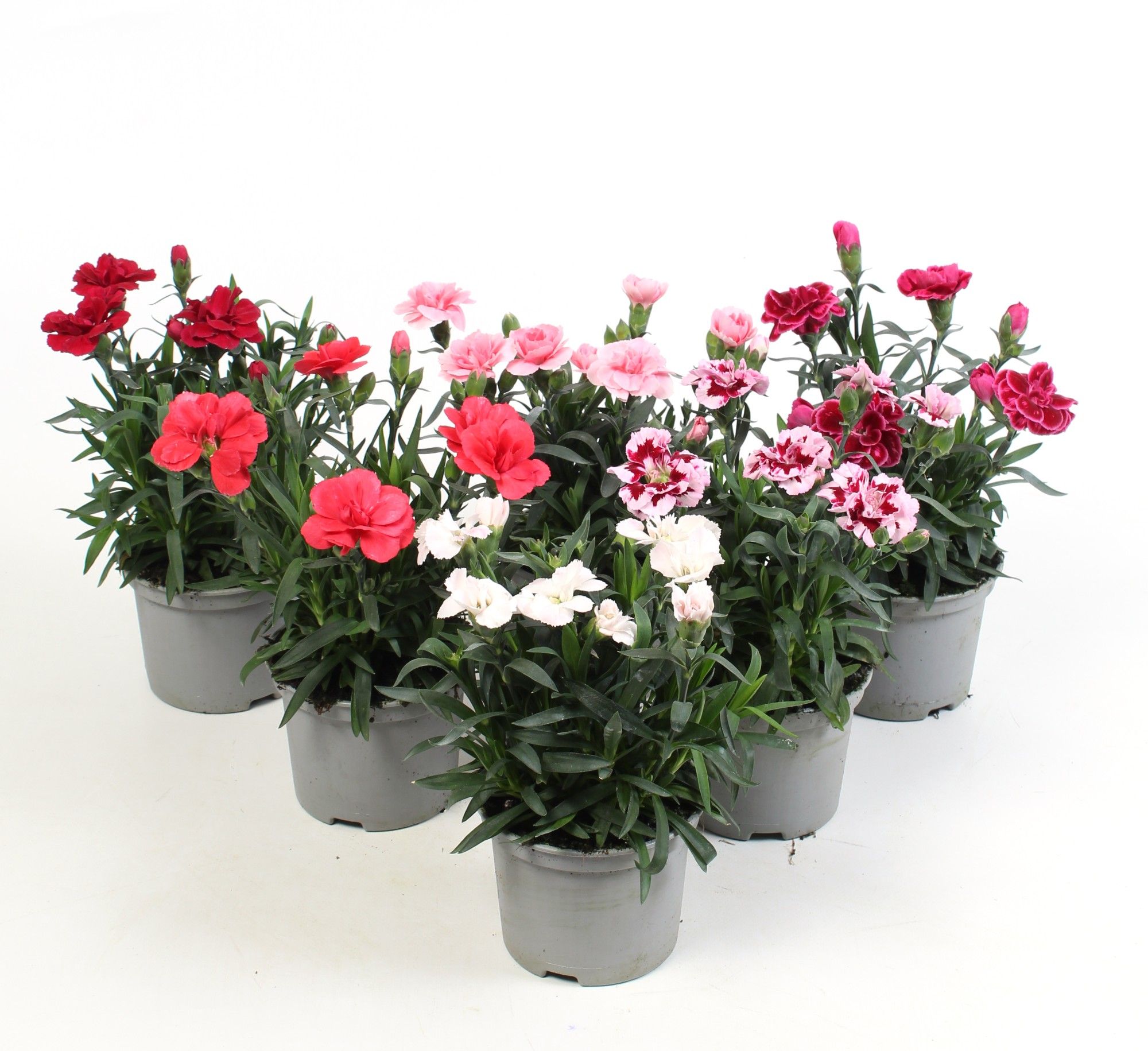 Dianthus mix kar, D 10,5