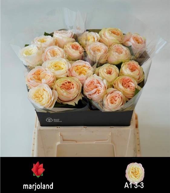 Роза од. Присцилла! 40, шт.