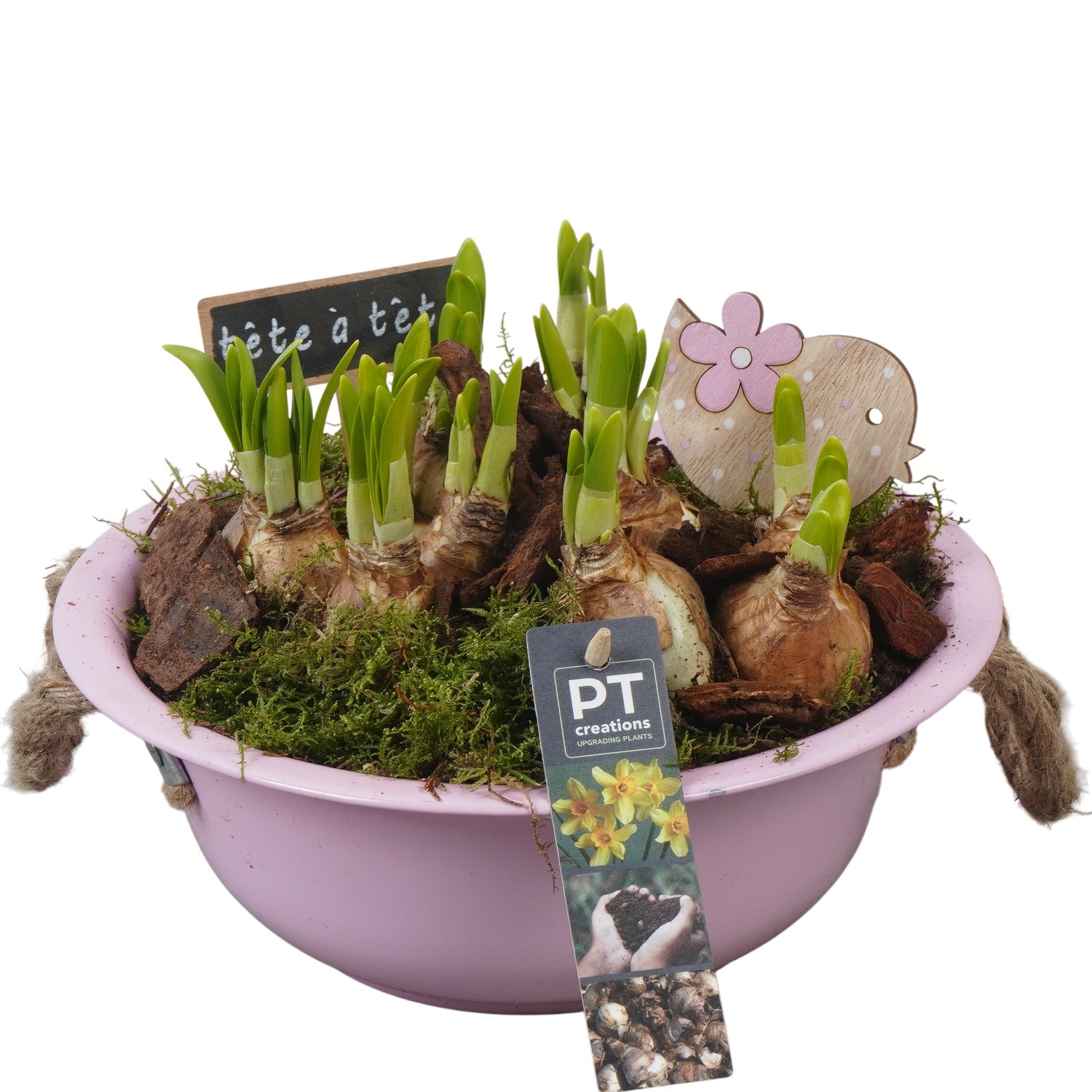 PTN8515 Arrangement Narcissus in zink schaal, D 24