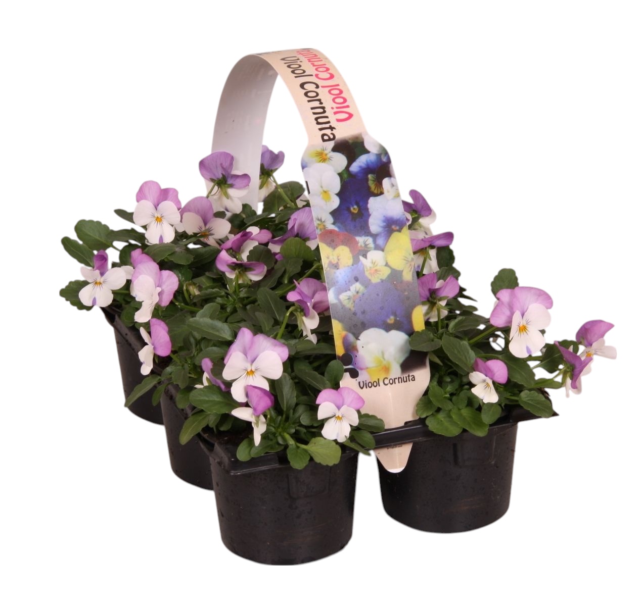 Viool corr wit met rose 6p, D 9