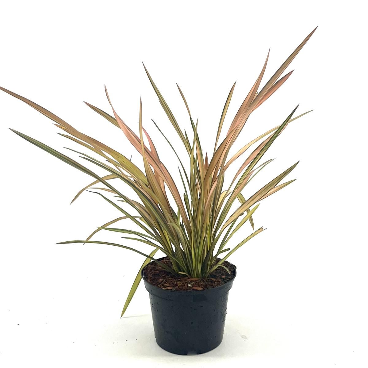 Phormium 'Rainbow Sunrise', D 17