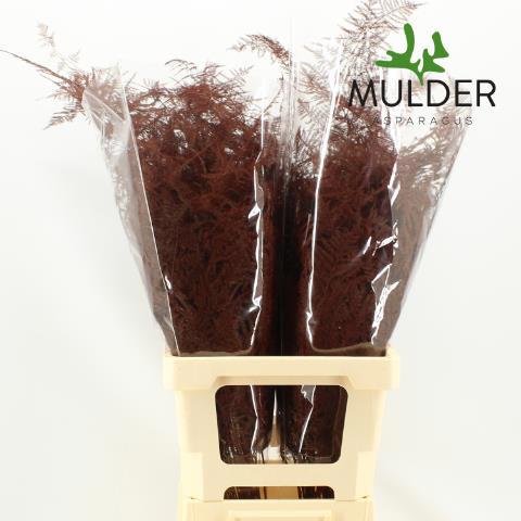 Аспарагус Овериг Крашеный (краш. ) 65, шт.