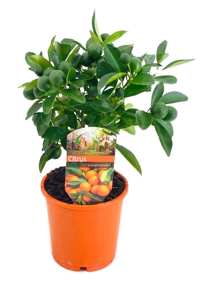 Citrus calamondin, D 12