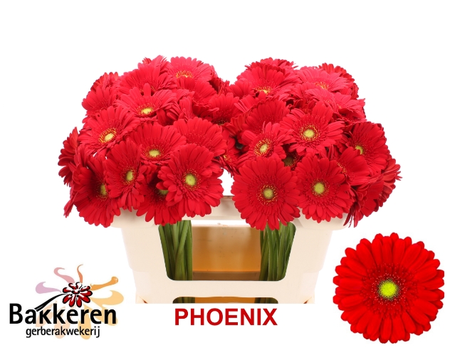 Гермини Феникс, шт.