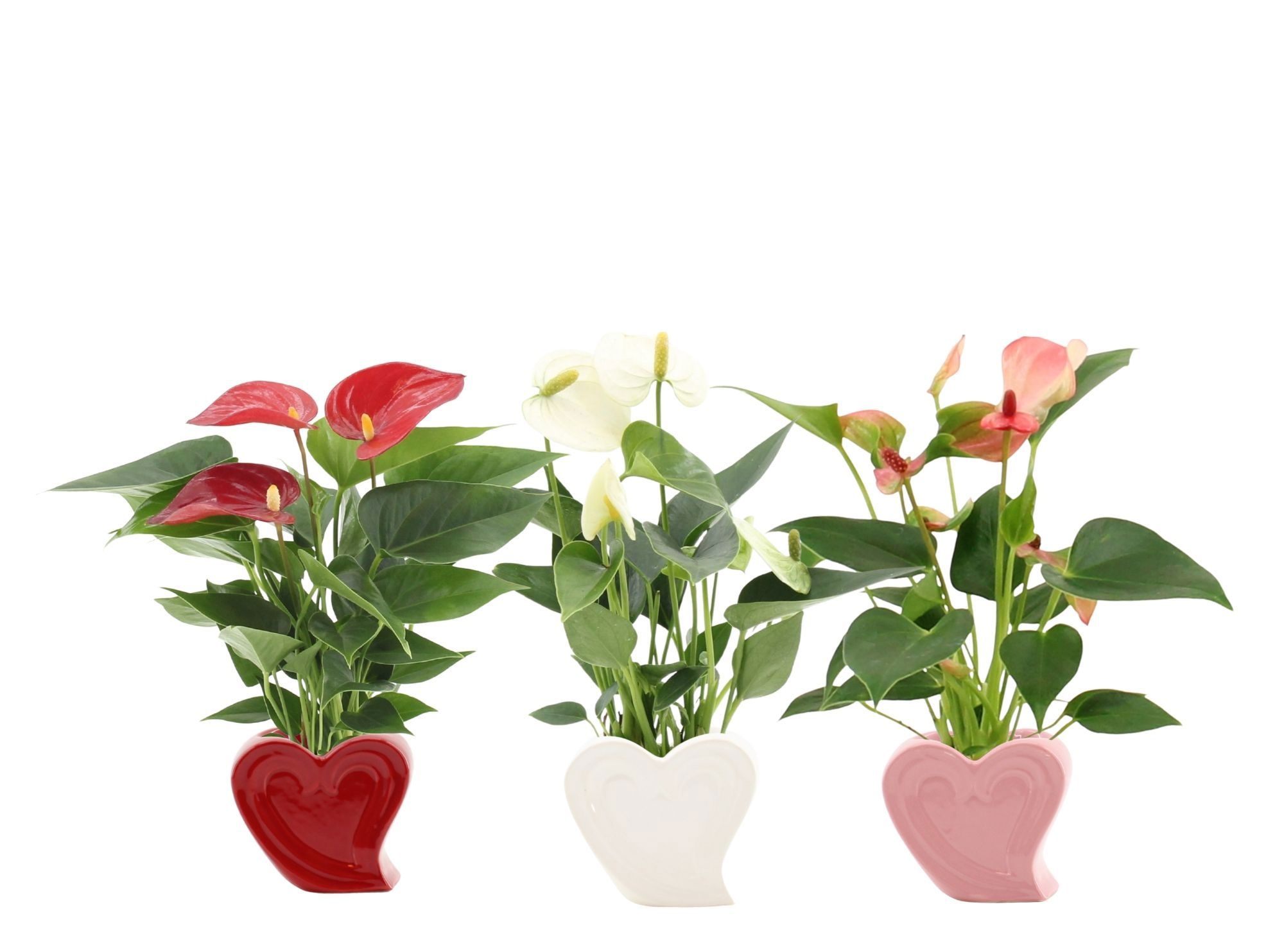 Anthurium 7 cm 3 color mix in Nice ceramics, D 7