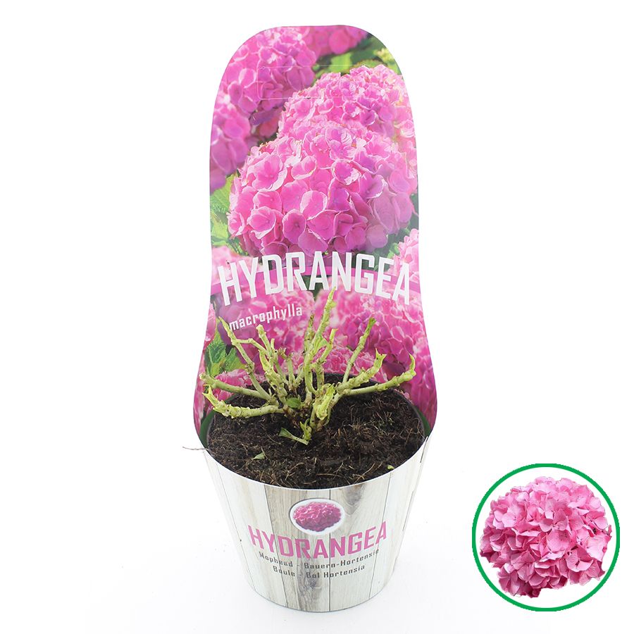 Hydrangea macr. Roze C2 (17cm). Potcover, D 17