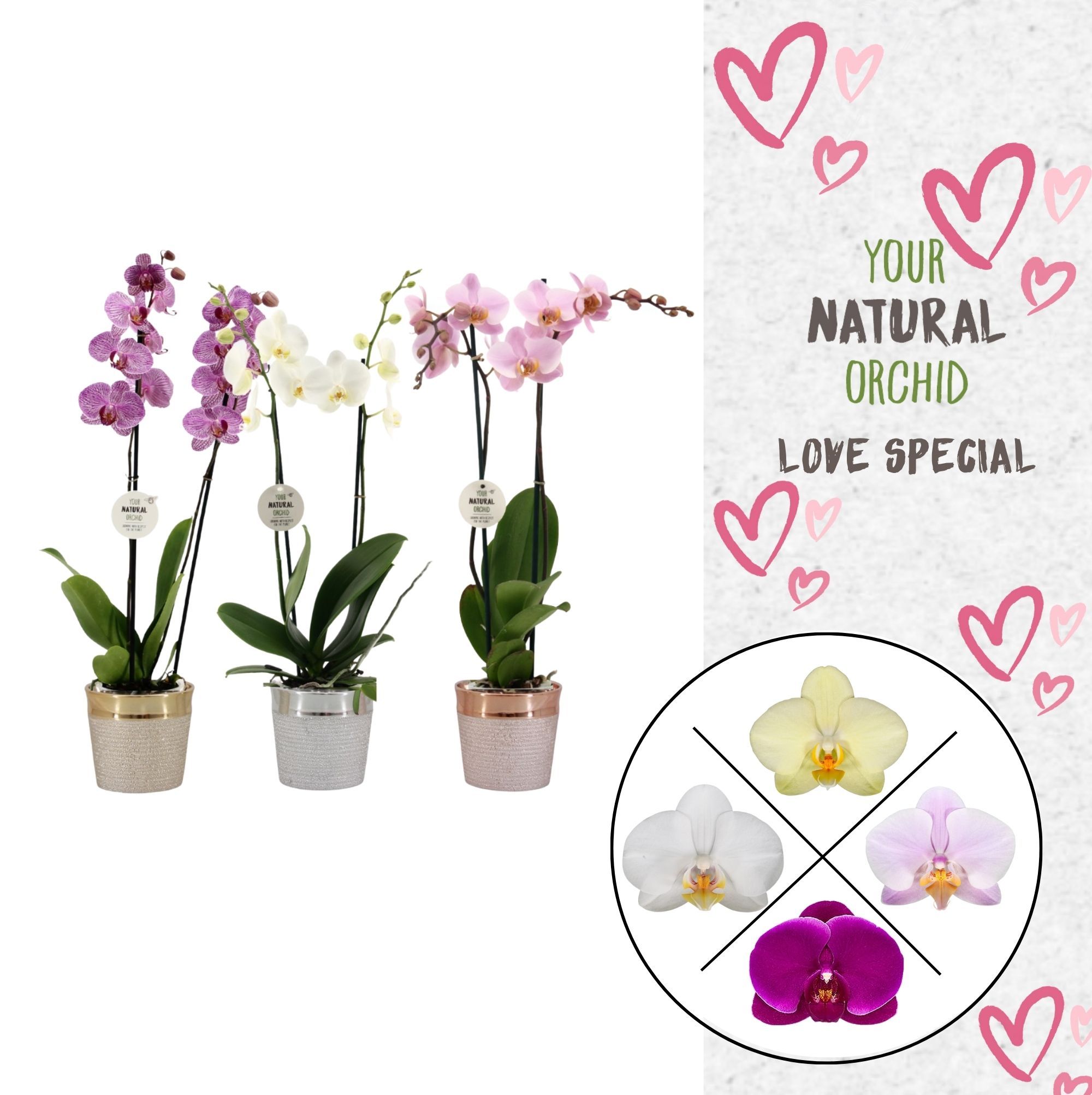 Phal. 2 spike Love Mix in keramiek, D 12