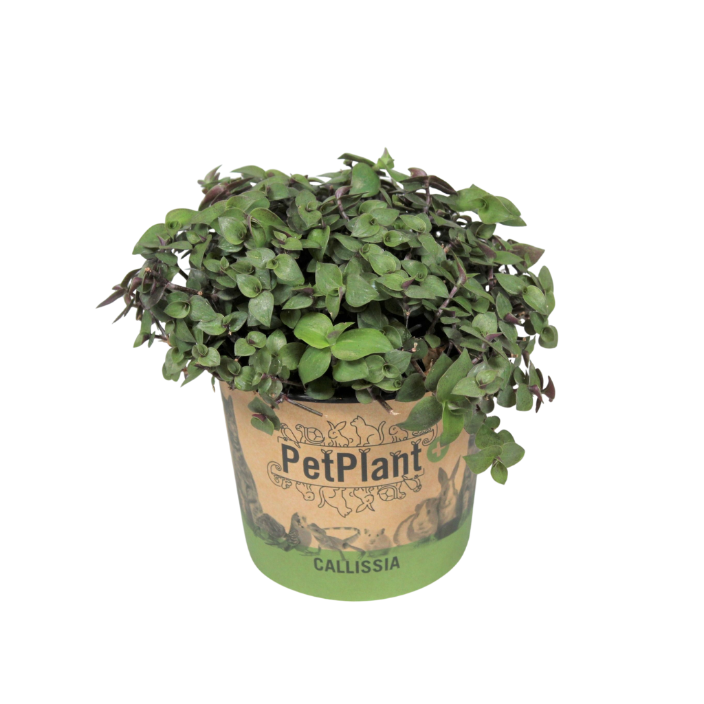 Calissia repens PetPlant in potcover, D 12
