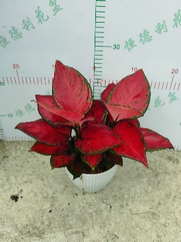 Аглаонема Уайт Энджел 18 28